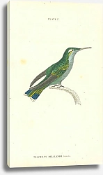 Постер Trochilus Delalandii female 1