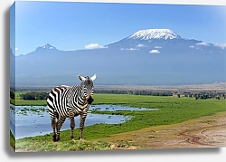Постер Зебра на фоне Килиманджаро