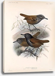 Постер Птицы J. G. Keulemans №53