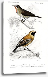 Постер Разные виды птиц 3