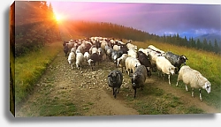 Постер Стадо овец в Карпатах на закате