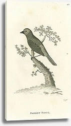 Постер Parrot Finch 1