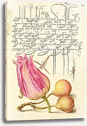 Постер Хофнагель Йорис Imaginary Insect, Tulip, Spider, and Common Pear