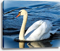 Постер Белый лебедь на пруду