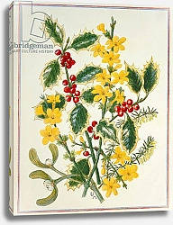 Постер Ходжсон Урсула (совр) Holly, Winter Jasmine, Heath and Mistletoe