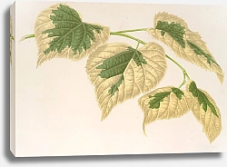 Постер Лемер Шарль Tilia parvifolia, var. fol. varieg