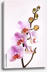 Постер Орхидеи 24