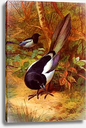 Постер Magpies