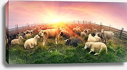 Постер Овцы на рассвете