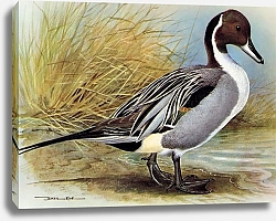 Постер British Birds - Pintail