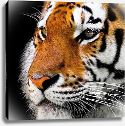 Постер Портрет тигра крупным планом