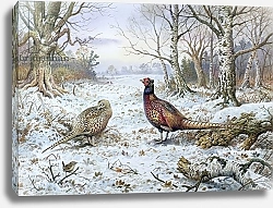 Постер Даннер Карл (совр) Pair of Pheasants with a Wren