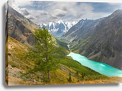 Постер Россия, Алтай. Пейзаж с одиноким деревом