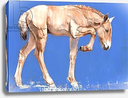 Постер Адлингтон Марк (совр) Przewalski Foal, 2012,