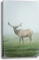 Постер Олень в тумане