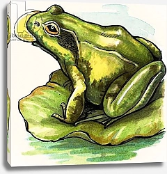 Постер Квинто Надир (дет) Frog on a lily pad