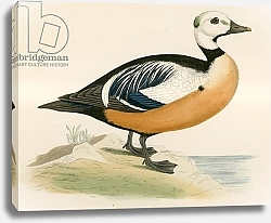 Постер Моррис (акв, птицы) Steller's Western Duck