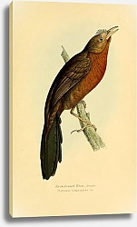 Постер Knob-fronted Wren, female