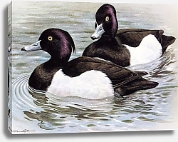 Постер British Birds - Tufted Duck