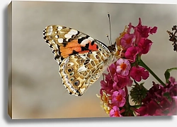 Постер Пестрая бабочка на розовом цветке