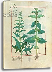 Постер Тестард Робинет (бот) Ms Fr. Fv VI #1 fol.156r Urticaceae Illustration from the 'Book of Simple Medicines'