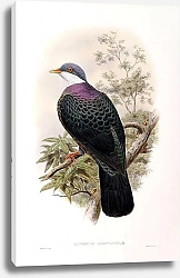 Постер White-throated Pigeon - Ianthoenas albigularis