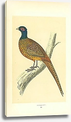 Постер Pheasant 2