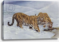 Постер Кухнерт Уильям Manchurian Tiger