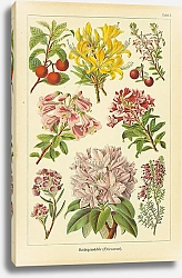 Постер Heidegewachse (Ericaceae)