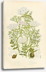 Постер Common Caraway, Tuberous c., Whorled c., Earth Nut, Burnet Saxifrage, Greater b.s.