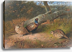 Постер The fallen beech- a cock and three hen pheasants with a wasp