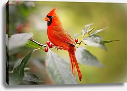 Постер Красный кардинал на зеленой ветке
