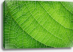 Постер Зеленый лист крупным планом 1