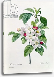 Постер Редюти Пьер Apple Blossom, from 'Les Choix des Plus Belles Fleurs', engraved by Chapuy