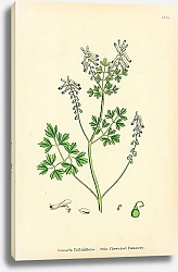 Постер Fumaria Pallidiflora. Pale Flowered Fumitory. 1