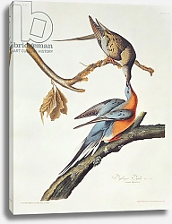 Постер Ауборн Джеймс (птицы) Passenger Pigeon, from 'Birds of America'