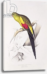 Постер Лир Эдвард Black-Tailed Parakeet