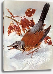 Постер British Birds - Field Fare