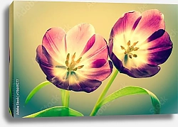 Постер Два тюльпана и солнце