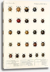 Постер Годман Фредерик Insecta Coleoptera Pl 298
