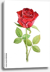 Постер Красный цветок розы на стебле