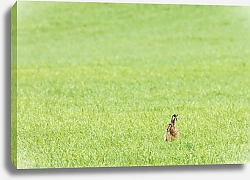 Постер Заяц в зеленом поле