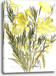 Постер Хатчинс Клаудия Evening primroses; 2004