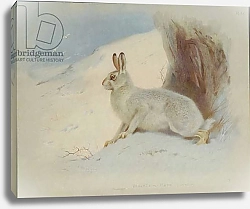 Постер Торнбурн Арчибальд (Бриджман) Lepus timidus, Arctic hare or Mountain hare, Plate 35 from British Mammals Vol. 1 & 2 by Archibald Thorburn, 1920-21