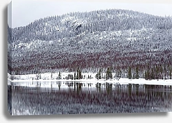 Постер Зимний хвойный лес у реки