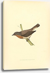 Постер Red-Breasted Flycatcher