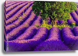 Постер Франция, прованс. Lavender field at plateau Valensole
