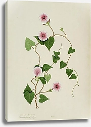 Постер Неизвестен Ipomoea sagittifolia