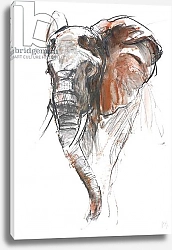 Постер Адлингтон Марк (совр) Beautiful Female Elephant, Loisaba, 2018,