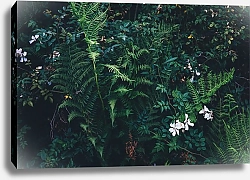 Постер Зеленые заросли с папоротниками и белыми цветами